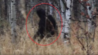 Bigfoot Recorded in Norway, Michigan Field