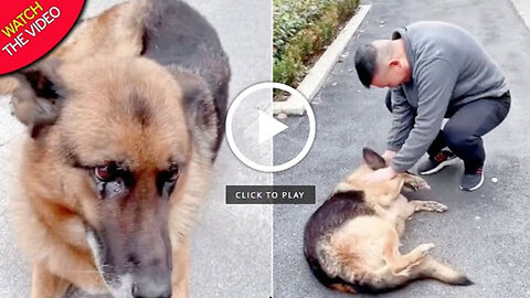 Former Police Dog 'Cries' After Reuniting With Handler She Hasn't Seen For Years
