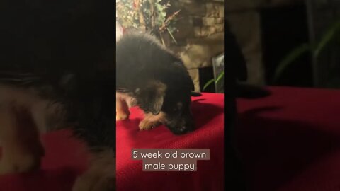 5 week old brown male puppy