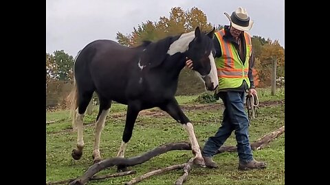 Rain the Spotted Saddle Horse learning some basics - 20 Oct 2023