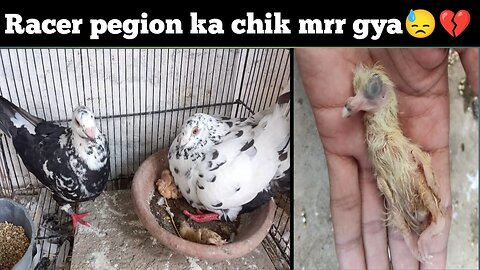 1 bullet chick expire 😭💔