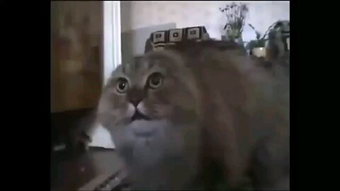 funny cat video