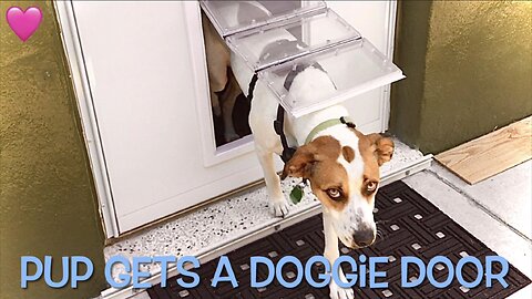 A Fantastic Doggie Door Pup Likes It!