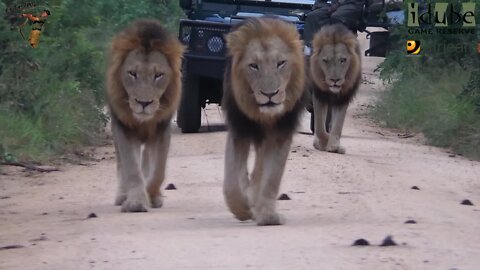 Lions Blocking The Road Create A Morning Traffic Jam In The Bush!