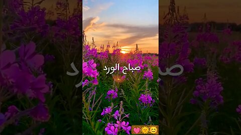 #دعاء #sunrise #الامل #الصباح #طبيعة #يوم_جديد #flowers #الخير #nature #الفرج_بعد_الشدة