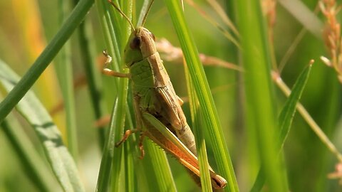 U Of L Prof Says No Grasshopper Infestation In 2023 | June 30, 2023 | Micah Quinn | Bridge City News