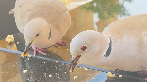 Pigeons eat cake with me