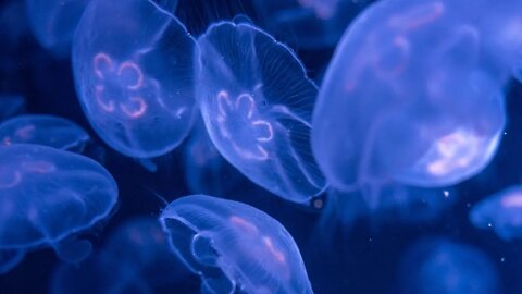 Blue Jellyfish Underwater by MELO Relaxation