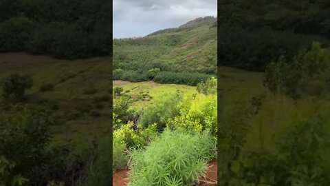 Wailua river lookout by Kuamoo road at Poliahu park, wailua, Kauai, Hawaii.