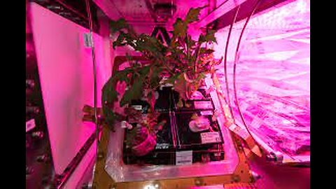 First time ever, fresh food grown in the microgravity environment of space