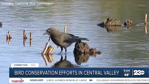 Central Valley wetlands have almost all disappeared