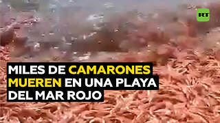 Hallan cientos de miles de camarones muertos en una playa del mar Rojo