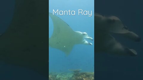 Manta Ray Sightings in Maldives | #mantaray #underwater #diving