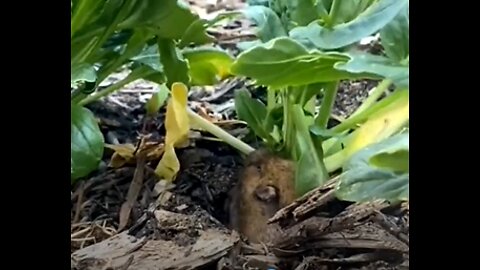 This dog found a vegetealvegetable stealer diglett