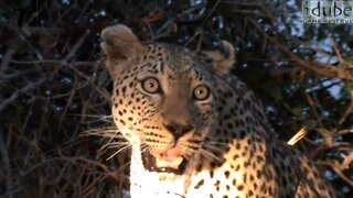 Leopard Calls (Close-Up View) (HD)