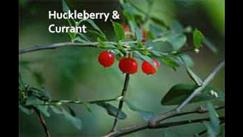 PFTTOT Part 157 Benefits of Huckleberry and Currant