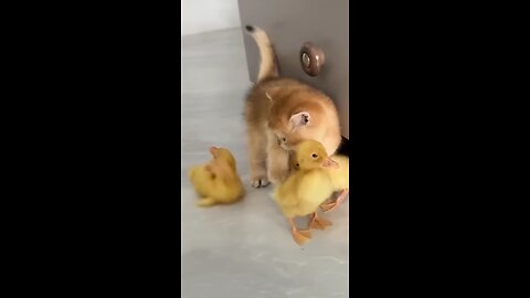 The_kitten_rescued_the_duckling_and_invited_it_to_