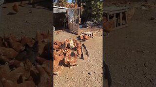 #homesteading #chicken #homesteadinglife #farmlife #homestead