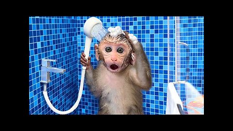 🔴 Monkey Baby Bon Bon oes to the toilet and plays with Ducklings in the swimming pool