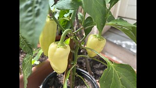 Hydroponics or Aeroponics Peppers? Peppers planted in soil with the roots in water.