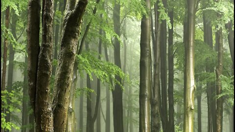 Deep Calm rainfall. Fall asleep listening to the sounds of nature.