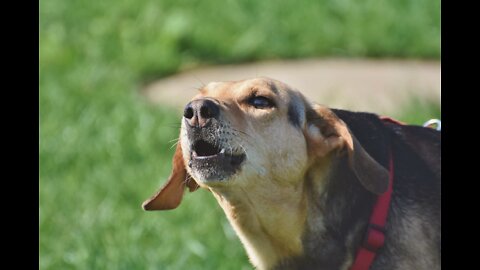 Best Sounds Your Dog Loves | Sounds that attract dogs