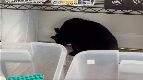 Adopting a Cat from a Shelter Vlog - Cute Precious Piper Does a Detailed Inventory in the Office