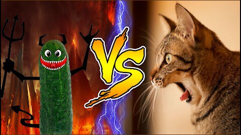 Funny cat vs cucamber