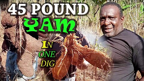 YAM WEIGHTS OVER 25 POUND HOW TO DIG YAM BANKS PLANNING YAM
