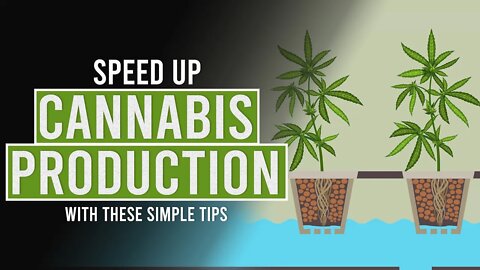 Speed up Cannabis Production with these simple tips!