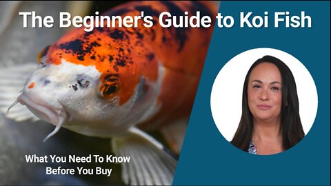 The Beginner's Guide to Koi Fish: What You Need To Know Before You Buy