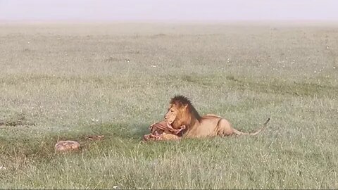 Lion With A Topi For Breakfast | Livestreamed From Zebra Plains Mara Camp | Zebra Plains