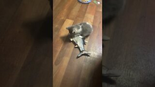 Kitten Discovers the Wiggle Fish... Wait for it... #shorts