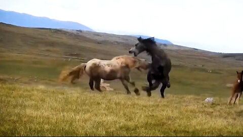 A brutal fight between wild stallions