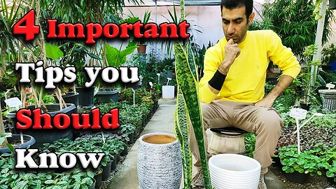 plant care tips | 4 important tips you should know for your plant | snake plant pot and ...