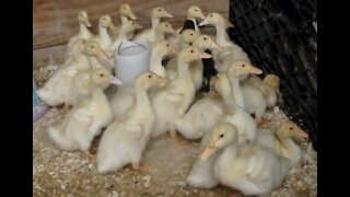 Chickens Made the Ducklings Mad a Short Video