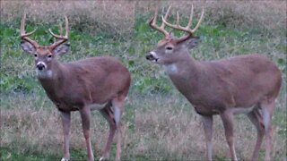 Deer hunting 2020, First Illinois sit & 'Lucky 9' is in range!
