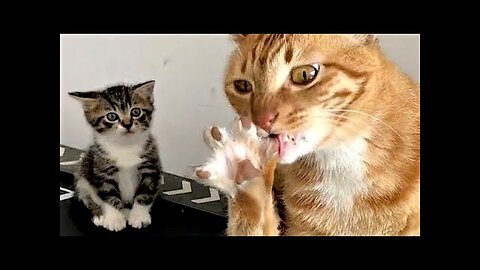 New Funny Animals Video 2023 _ Funniest Cats and Dogs Videos _ New Funny Video Of Cat And Dog