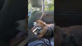 CUTE Beagle DOG CAR Ride #shorts