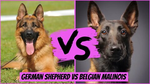 German Shepherd vs Belgian Malinois: Which dog is right for you?