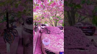 Beautiful Cherry Blossom & Calm Nature Sounds 🌸 #shorts #trending #shorts