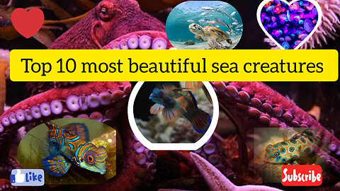 TOP 10 MOST BEAUTIFUL SEA CREATURES