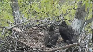 Hays Eagles Nest SQUIRREL!!!! 5.02.20