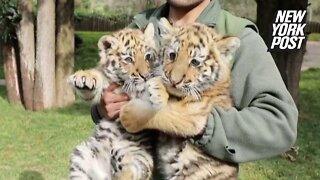 Twin Siberian tiger cubs make their adorable debut