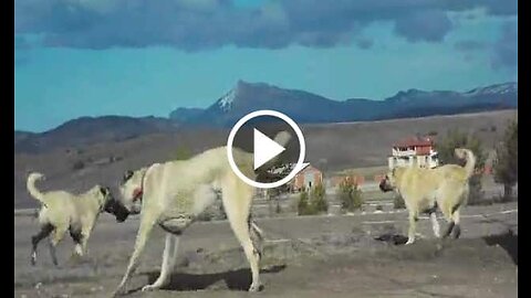 Giant Kangal Shepherd Dogs