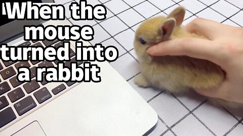 When the mouse turned into a rabbit