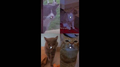 Cats reactions with background music