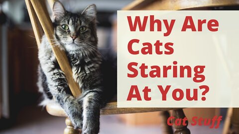 Why Are Cats Staring At You Like that??? Why Cat Stares At Me All Day???