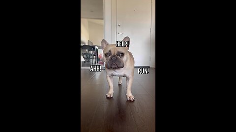 Haters Gonna Hate | Mochi The French Bulldog