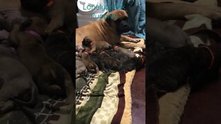 Puppies nursing mummy LonelyCreek